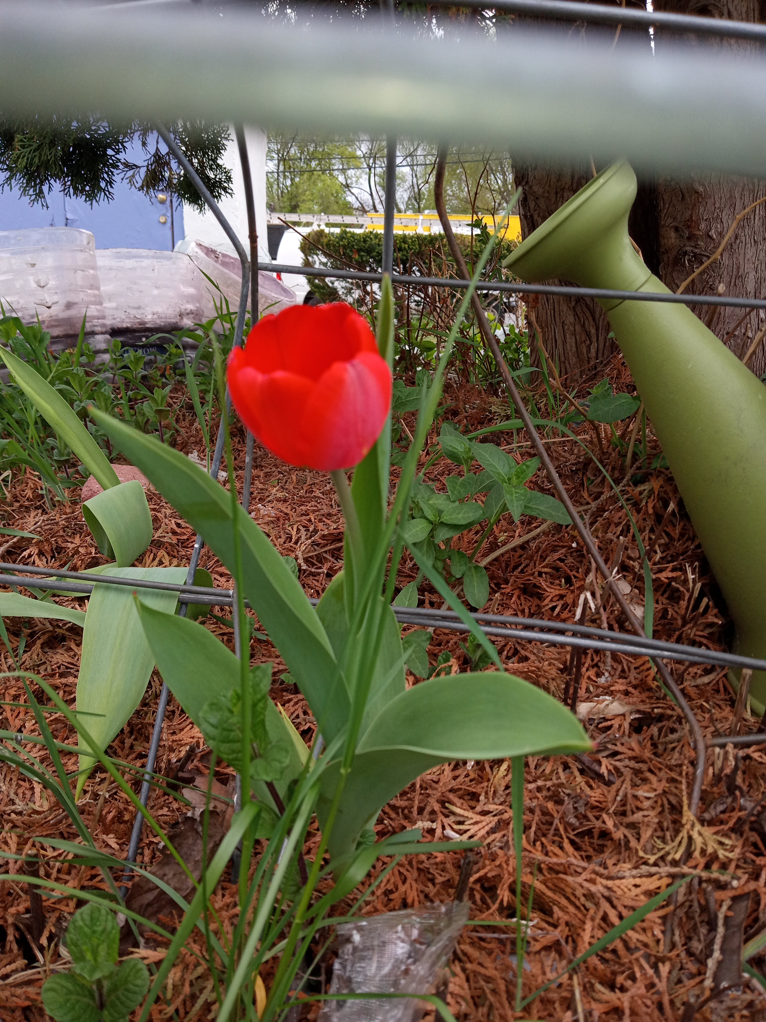Red pepper